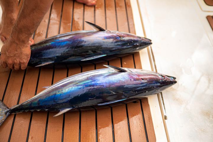 Two freshly caught tuna fish on a wooden deck, with a hand touching one.